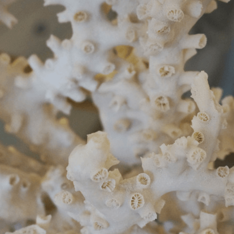 Coral Creations