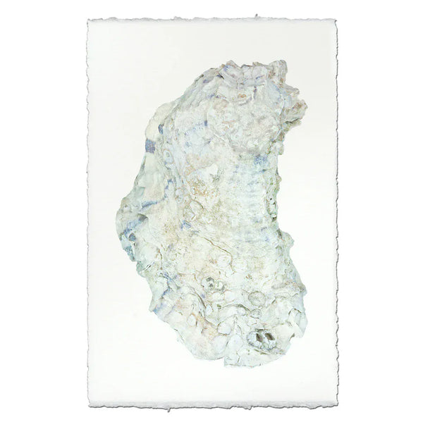 Oyster Shell