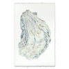 Oyster Shell