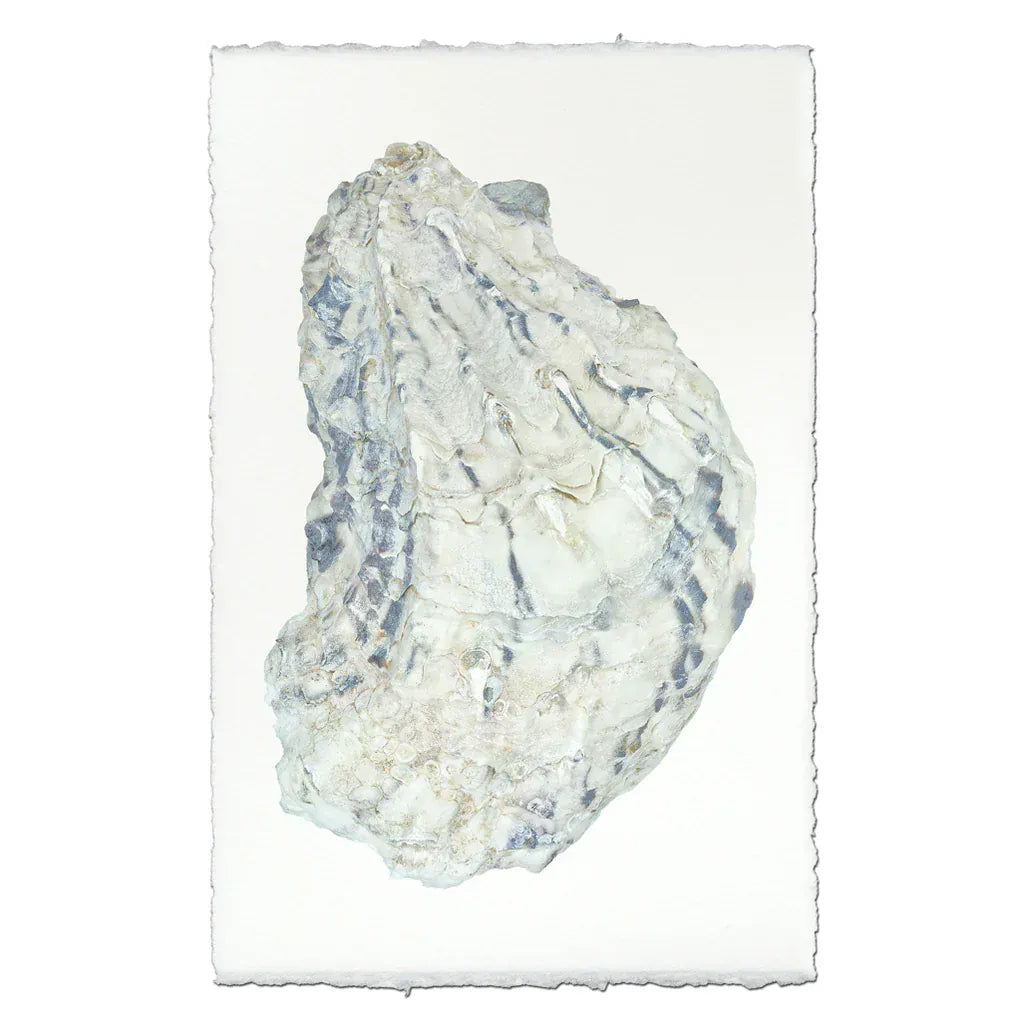 Oyster Shell