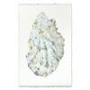 Oyster Shell