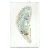 Oyster Shell