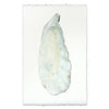 Oyster Shell