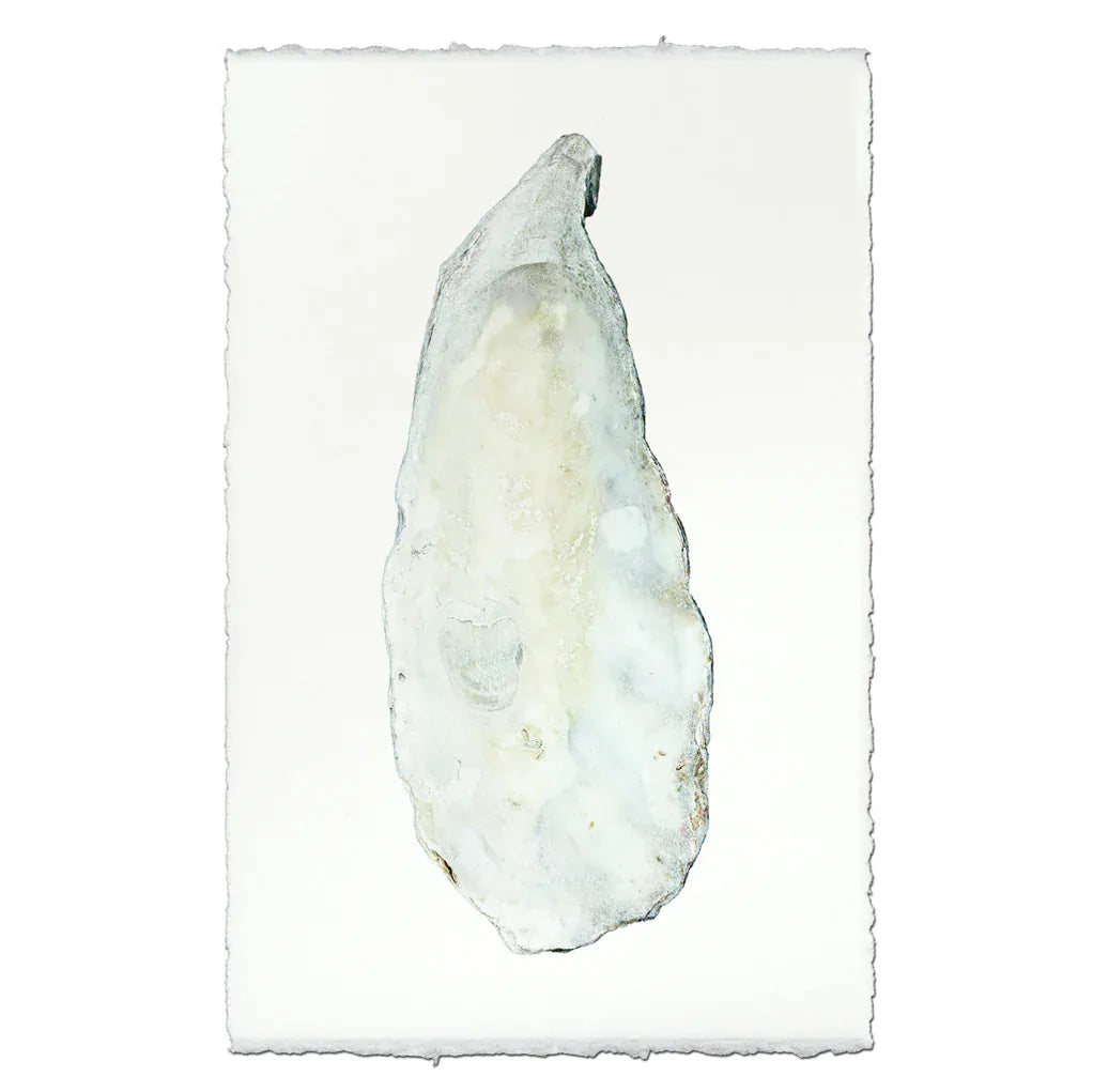 Oyster Shell