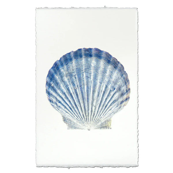 Scallop Shell