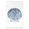 Scallop Shell