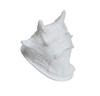 Porcelain Shell