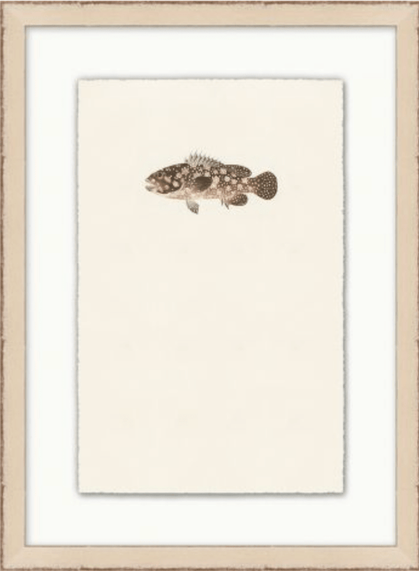 Petite Fish