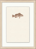 Petite Fish