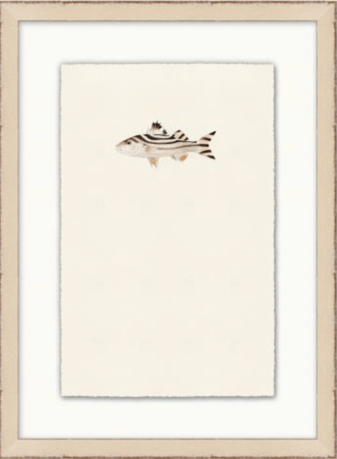 Petite Fish