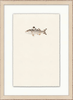 Petite Fish
