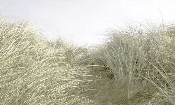 Sea Breeze Grass- 29.5x20.5