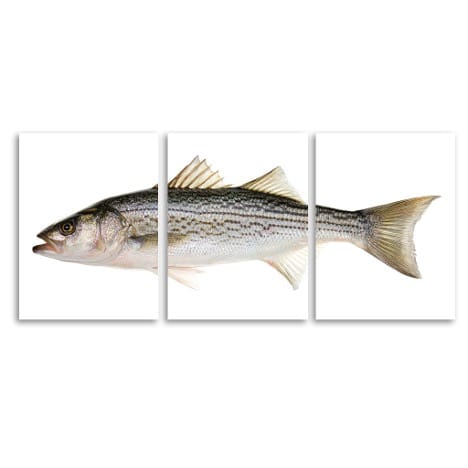 Striper 24x31 / 6 FT