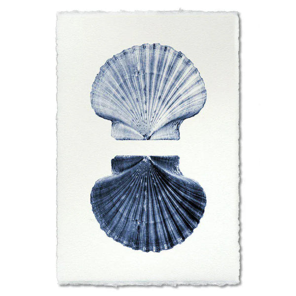 Scallop Shell