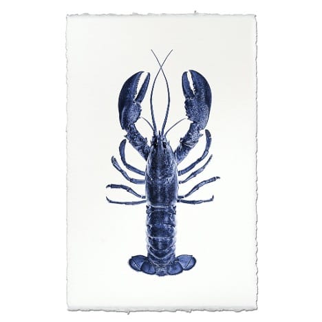 Framed Sea Life