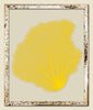 Ahi Yellow Sea Fan