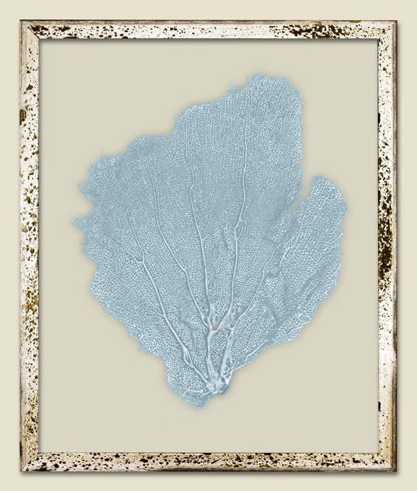 Blue Haze Sea Fan