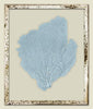 Blue Haze Sea Fan