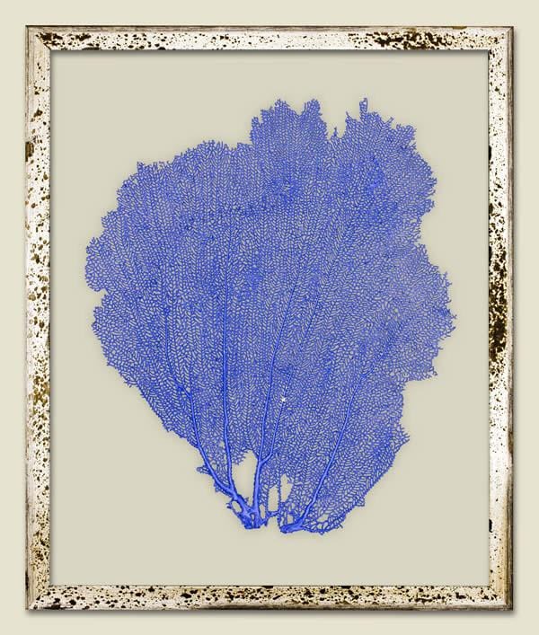 China Blue Sea Fan