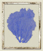 China Blue Sea Fan