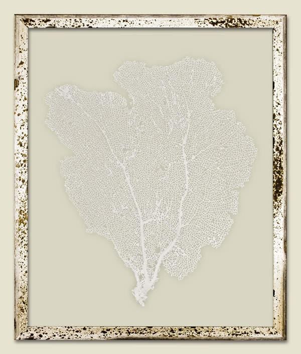 Sail White Sea Fan