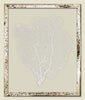 Sail White Sea Fan