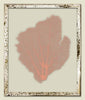 Salmon Sea Fan
