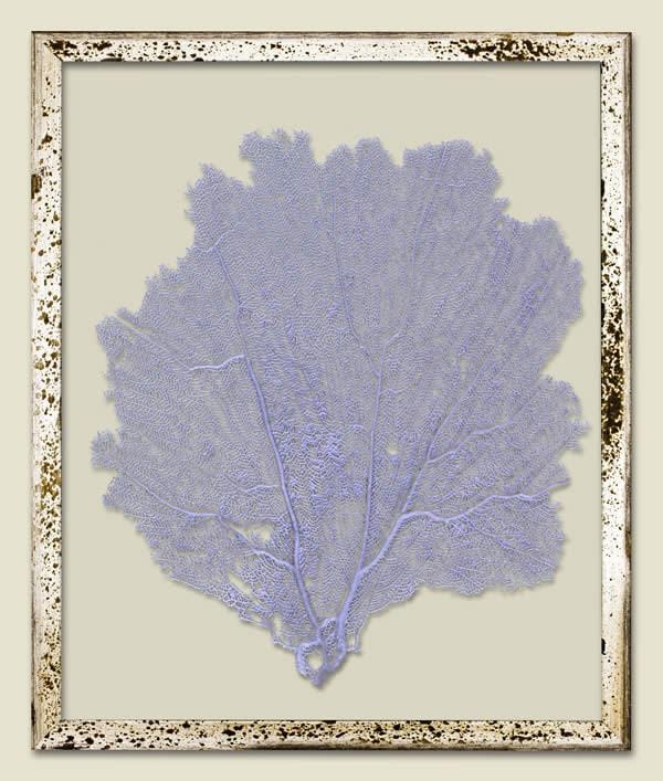 Sea Lavender Sea Fan