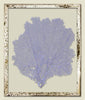 Sea Lavender Sea Fan