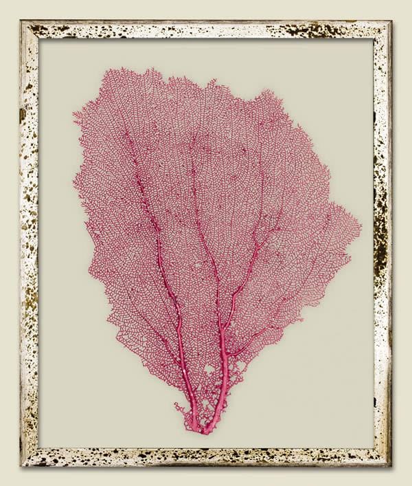 Tropical Pink Sea Fan