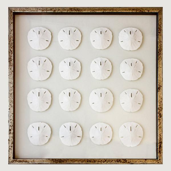 Framed Florida Sand Dollars