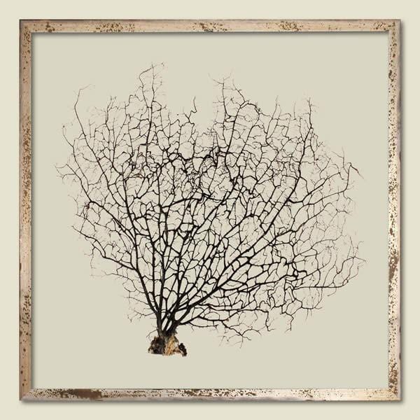 Natural Black Sea Fan