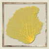 Ahi Yellow Sea Fan