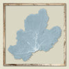 Blue Haze Sea Fan