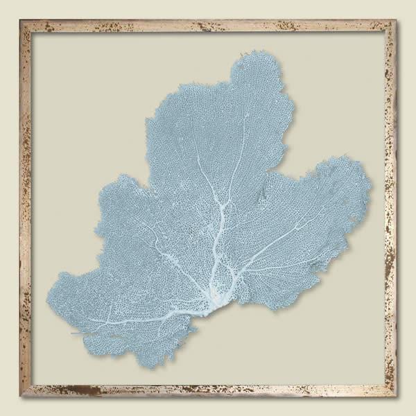Blue Haze Sea Fan