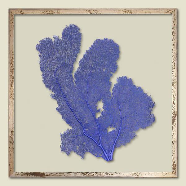 China Blue Sea Fan