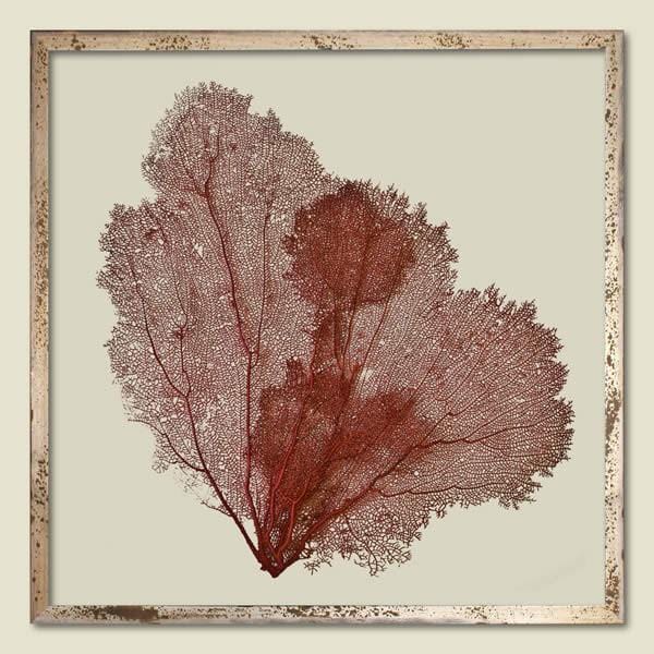Coral Sea Fan