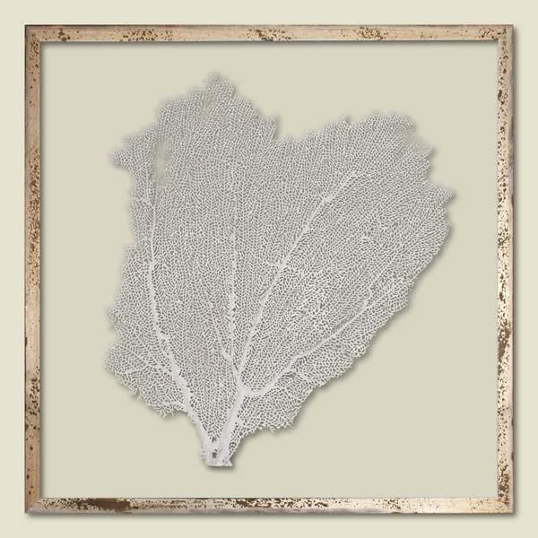 Sail White Sea Fan