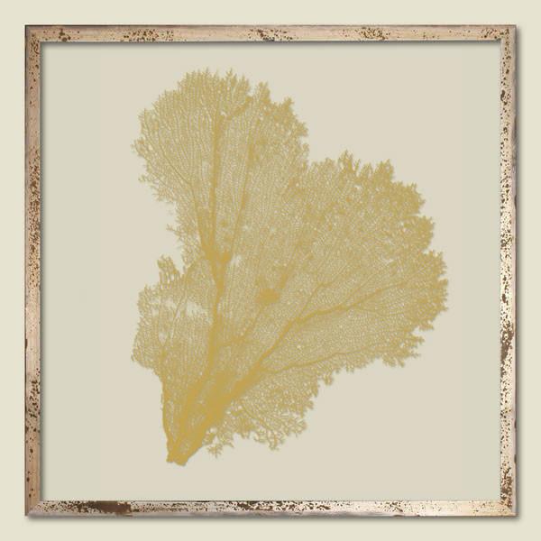 Sand Dune Sea Fan