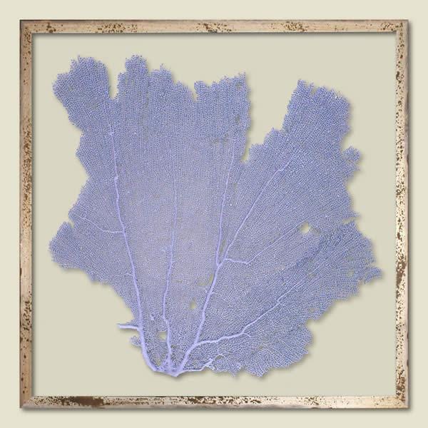 Sea Lavender Sea Fan