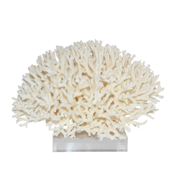 Coral on Acrylic Base