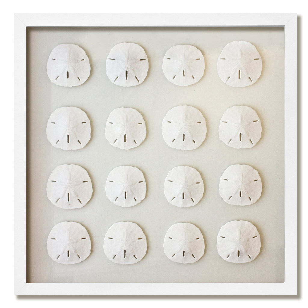 Florida Sanddollars  - White Frame