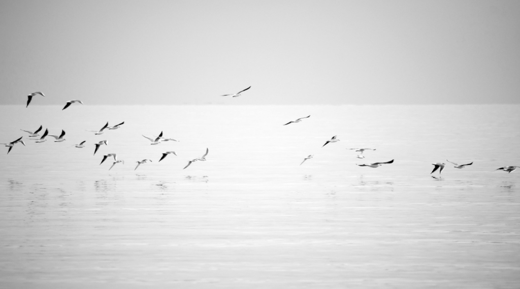 Gulls In Flight 50x31"