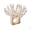 NRING: Reed