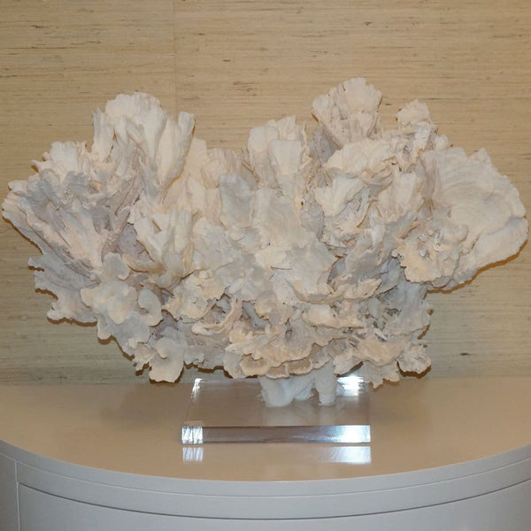 Poca Coral Creation