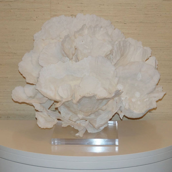 Poca Coral Creation