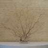 Cream Sea Fan
