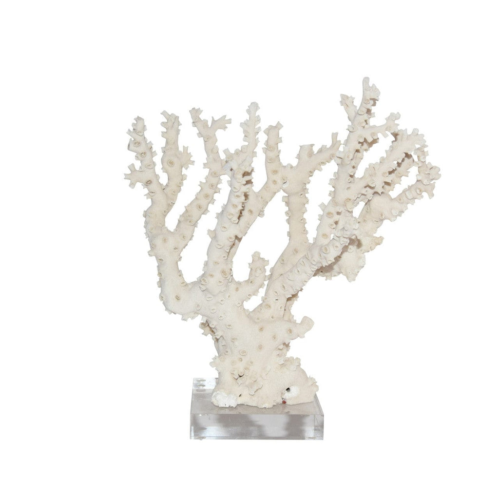 Coral on Acrylic Base