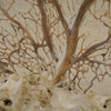 Cream Sea Fan