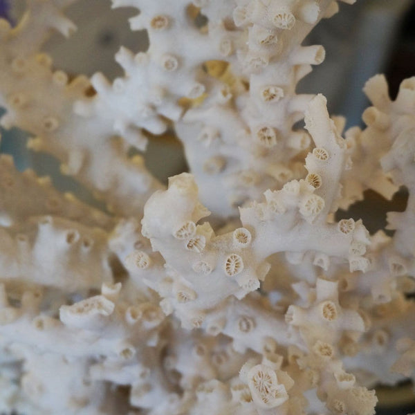 Octopus Coral Creation